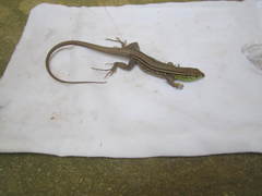 Cnemidophorus gramivagus