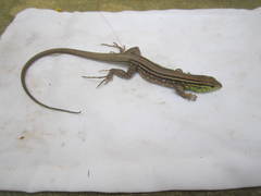 Cnemidophorus gramivagus