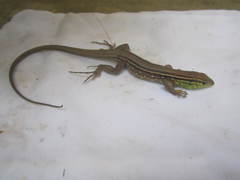 Cnemidophorus gramivagus