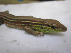 Cnemidophorus gramivagus