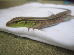 Cnemidophorus gramivagus