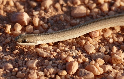 Spirit Diminutive Snake