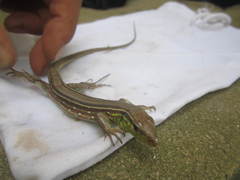 Cnemidophorus gramivagus
