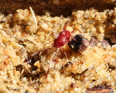 Erythraeoidea