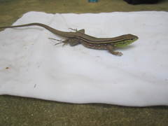 Cnemidophorus gramivagus