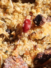Erythraeoidea
