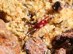 Erythraeoidea