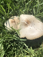 Chlorophyllum molybdites