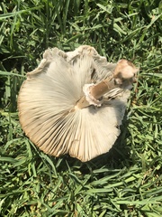 Chlorophyllum molybdites