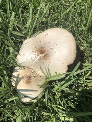Chlorophyllum molybdites