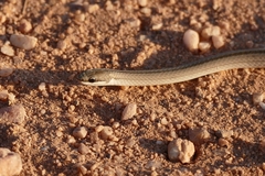 Psomophis genimaculatus