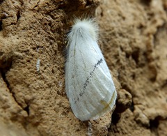 Phiala