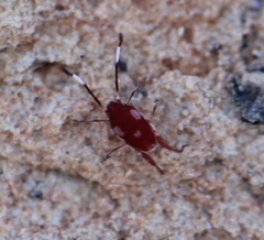 Erythraeoidea