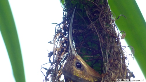 Ermite hirsute (Glaucis hirsutus)