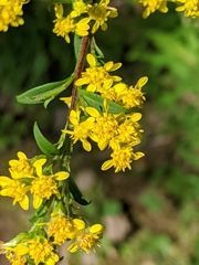 Solidago arguta arguta