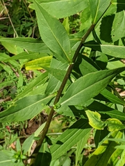 Solidago arguta arguta