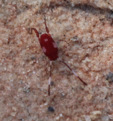 Erythraeoidea