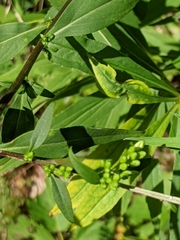Solidago arguta arguta