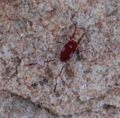 Erythraeoidea