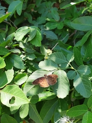 Anastrus sempiternus sempiternus