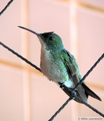 Chrysuronia leucogaster