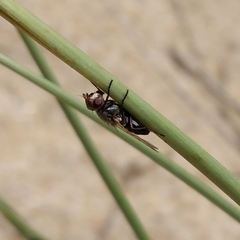 Otitini