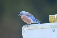 Sialia mexicana