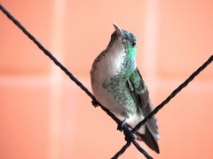 Chrysuronia leucogaster