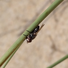 Otitini