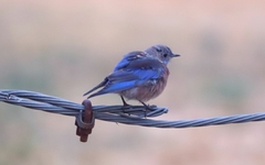Sialia mexicana