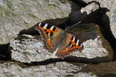 Aglais caschmirensis