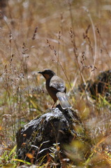 Trochalopteron variegatum