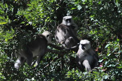 Semnopithecus schistaceus