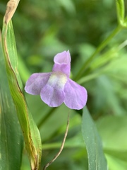 Mimulus alatus