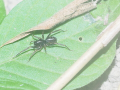 Oedignatha scrobiculata