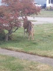 Odocoileus virginianus