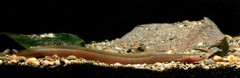 Indian Mottled Eel photo 3