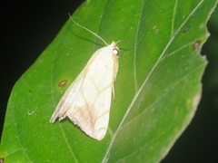 Xanthodes transversa