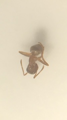 Lasius neoniger