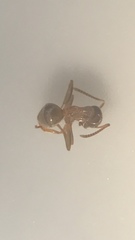 Lasius neoniger