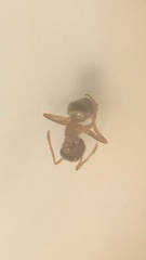 Lasius neoniger