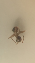 Lasius neoniger
