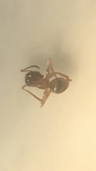 Lasius neoniger