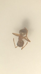Lasius neoniger