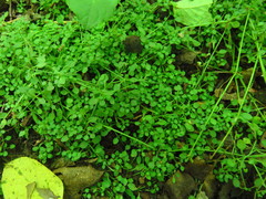 Houstonia serpyllifolia