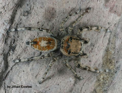 Phidippus phoenix