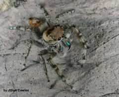 Phidippus phoenix