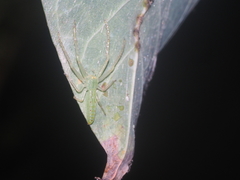 Oxytate virens