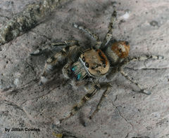Phidippus phoenix