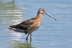 Limnodromus griseus caurinus